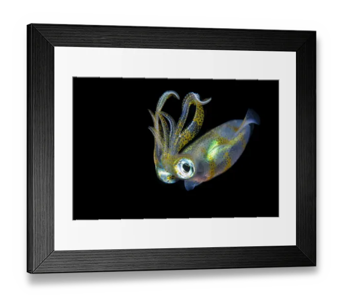 Framed Print : Bigfin squid (Sepioteuthis lessoniana) hovering in mid water at night Framed Print : Bigfin squid (Sepioteuthis lessoniana) hovering in mid water at night