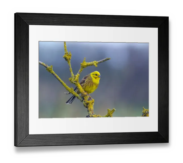Framed Print : Yellow Hammer (Emberiza citrinella) UK, March Framed Print : Yellow Hammer (Emberiza citrinella) UK, March