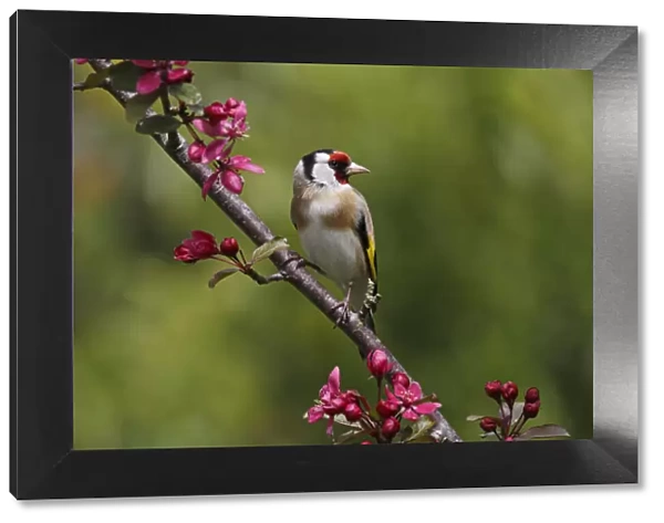 Goldfinch (Carduelis carduelis) perched on blossom in garden, Cheshire, UK, May