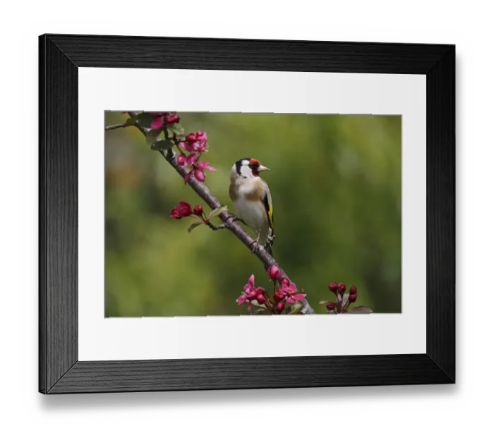 Framed Print : Goldfinch (Carduelis carduelis) perched on blossom in garden, Cheshire, UK, May Framed Print : Goldfinch (Carduelis carduelis) perched on blossom in garden, Cheshire, UK, May