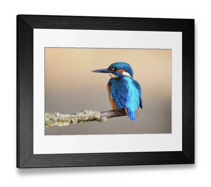 Framed Print : Common Kingfisher (Alcedo atthis) adult male at rest, Dorset, UK, November Framed Print : Common Kingfisher (Alcedo atthis) adult male at rest, Dorset, UK, November