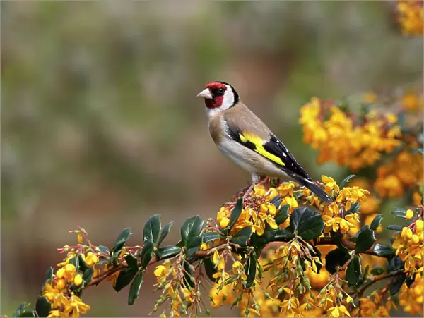 Goldfinch (Carduelis carduelis) perched on Berberis shrub in garden, Cheshire, UK, May