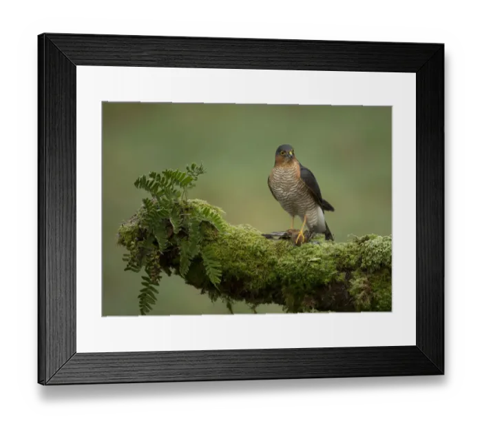 Framed Print : Adult male Sparrowhawk (Accipiter nisus) with prey perched on a branch, Dumfries