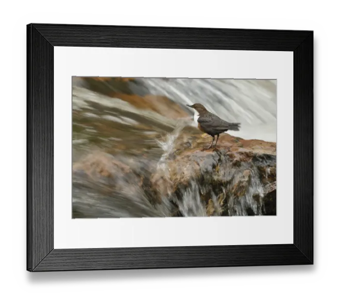 Framed Print : Dipper (Cinclus cinclus) on rock in stream. Perthshire, Scotland, May