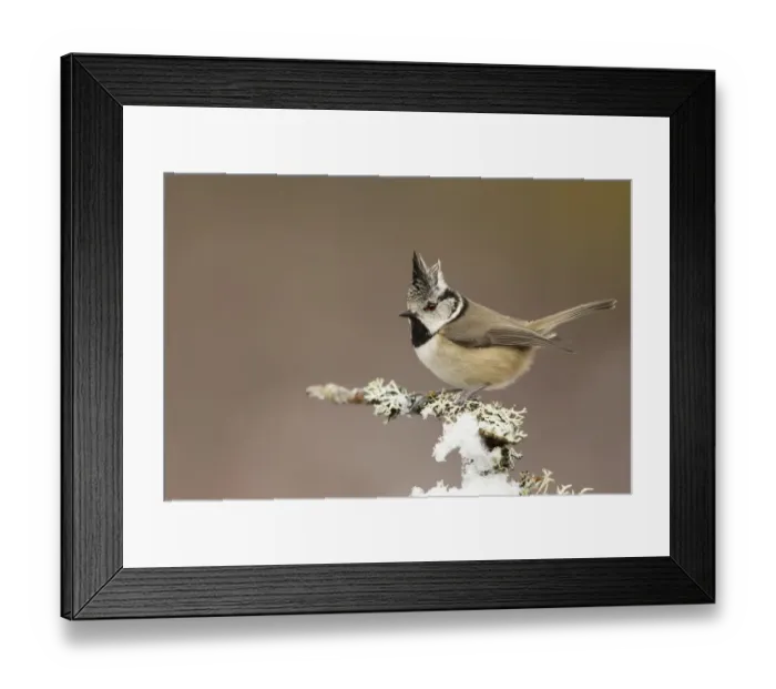 Framed Print : Crested tit (Lophophanes cristatus) perched on snowy conifer branch, Scotland, March Framed Print : Crested tit (Lophophanes cristatus) perched on snowy conifer branch, Scotland, March