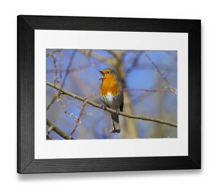 Framed Print : Robin (Erithacus rubecula) singing, Norfolk, England, UK, February Framed Print : Robin (Erithacus rubecula) singing, Norfolk, England, UK, February