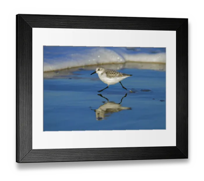Framed Print : Sanderling (Calidris alba) running along the tide-line, reflected in the mud, Norfolk, England, UK Framed Print : Sanderling (Calidris alba) running along the tide-line, reflected in the mud, Norfolk, England, UK