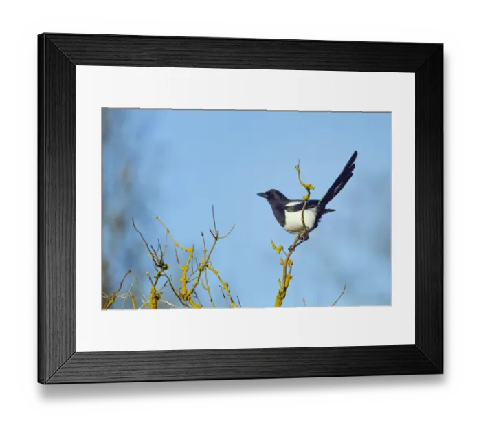 Framed Print : Magpie (Pica pica) perched in lichen covered tree, Titchwell, Norfolk, England, UK Framed Print : Magpie (Pica pica) perched in lichen covered tree, Titchwell, Norfolk, England, UK