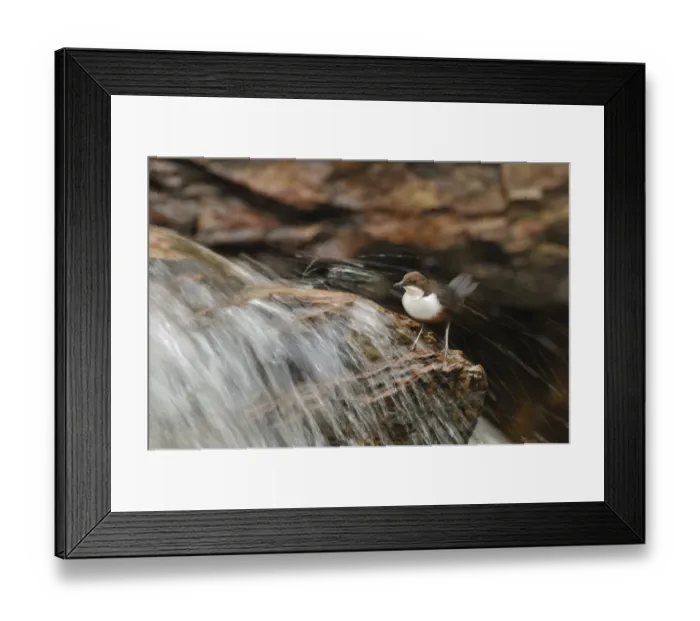 Framed Print : Dipper (Cinclus cinclus) on rock in stream. Perthshire, Scotland, May Framed Print : Dipper (Cinclus cinclus) on rock in stream. Perthshire, Scotland, May