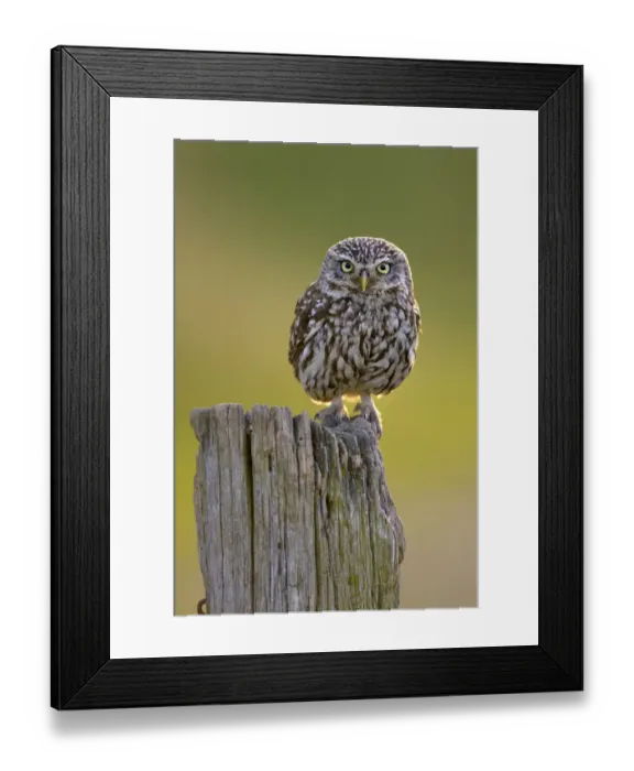 Framed Print : Little Owl (Athene noctua) perched on post. Wales, UK, June Framed Print : Little Owl (Athene noctua) perched on post. Wales, UK, June