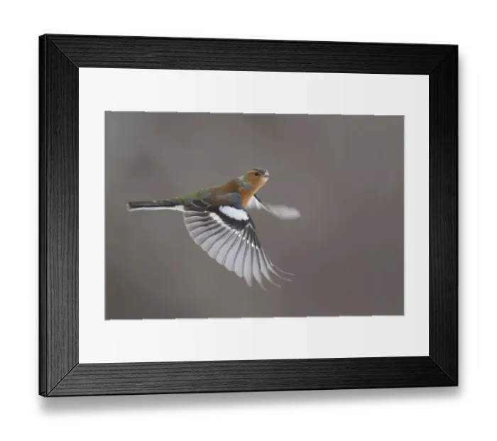 Framed Print : Chaffinch (Fringilla coelebs) male in flight. Glenfeshie, Scotland, February Framed Print : Chaffinch (Fringilla coelebs) male in flight. Glenfeshie, Scotland, February