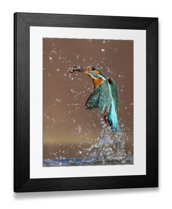Framed Print : Kingfisher (Alcedo atthis) flying up from water with caught fish, Worcestershire Framed Print : Kingfisher (Alcedo atthis) flying up from water with caught fish, Worcestershire