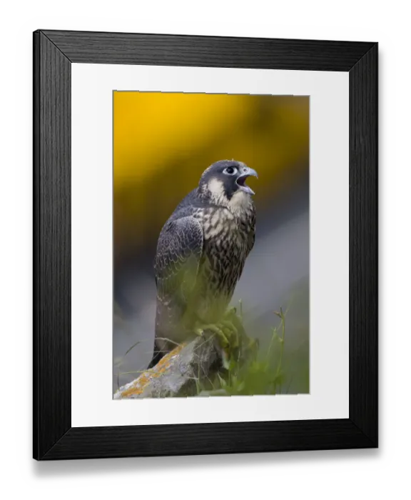 Framed Print : Juvenile Peregrine falcon (Falco peregrinus) vocalising whilst perched in the Avon Gorge Framed Print : Juvenile Peregrine falcon (Falco peregrinus) vocalising whilst perched in the Avon Gorge