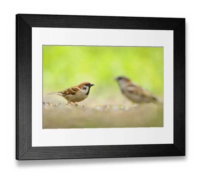 Framed Print : Tree sparrow (Passer montanus) with House sparrow (Passer domesticus) in the background Framed Print : Tree sparrow (Passer montanus) with House sparrow (Passer domesticus) in the background