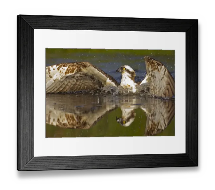 Framed Print : Osprey (Pandion haliaetus) at surface of a loch after diving for a fish, Cairngorms National Park Framed Print : Osprey (Pandion haliaetus) at surface of a loch after diving for a fish, Cairngorms National Park
