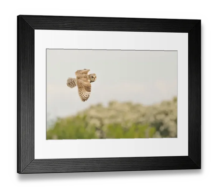 Framed Print : Short-eared owl (Asio flammeus) hunting over machair grassland, North Uist, Outer Hebrides Framed Print : Short-eared owl (Asio flammeus) hunting over machair grassland, North Uist, Outer Hebrides