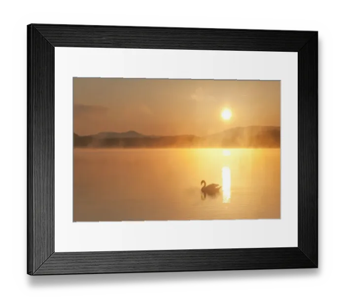 Framed Print : Mute swan (Cygnus olor) on River Spey at dawn, Cairngorms National Park, Scotland Framed Print : Mute swan (Cygnus olor) on River Spey at dawn, Cairngorms National Park, Scotland