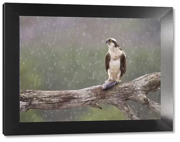 Osprey (Pandion haliaetus) with fish prey on feeding perch in the rain, Cairngorms National Park