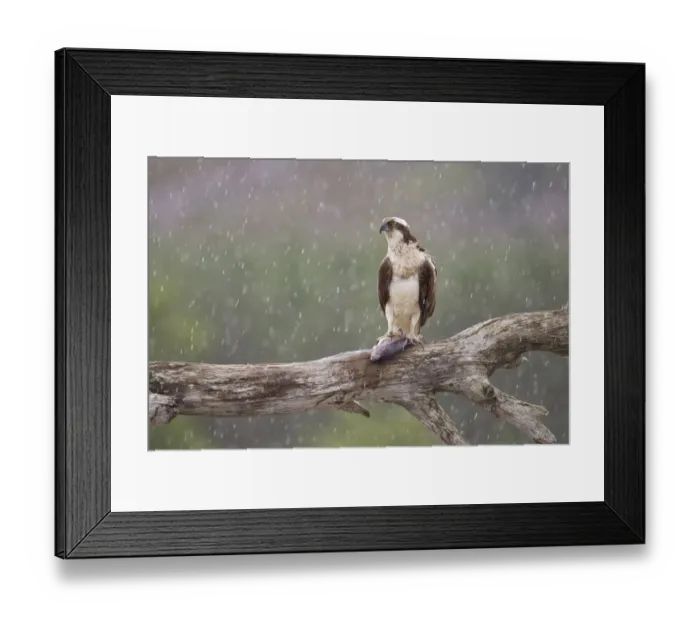 Framed Print : Osprey (Pandion haliaetus) with fish prey on feeding perch in the rain, Cairngorms National Park Framed Print : Osprey (Pandion haliaetus) with fish prey on feeding perch in the rain, Cairngorms National Park