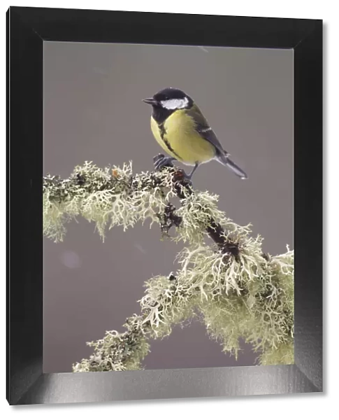 Great tit (Parus major) perched on lichen covered branch, with falling snow, Scotland