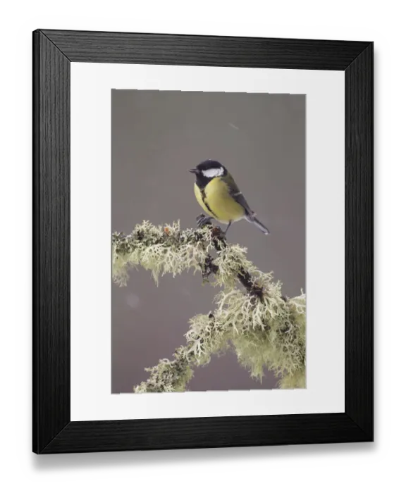 Framed Print : Great tit (Parus major) perched on lichen covered branch, with falling snow, Scotland Framed Print : Great tit (Parus major) perched on lichen covered branch, with falling snow, Scotland