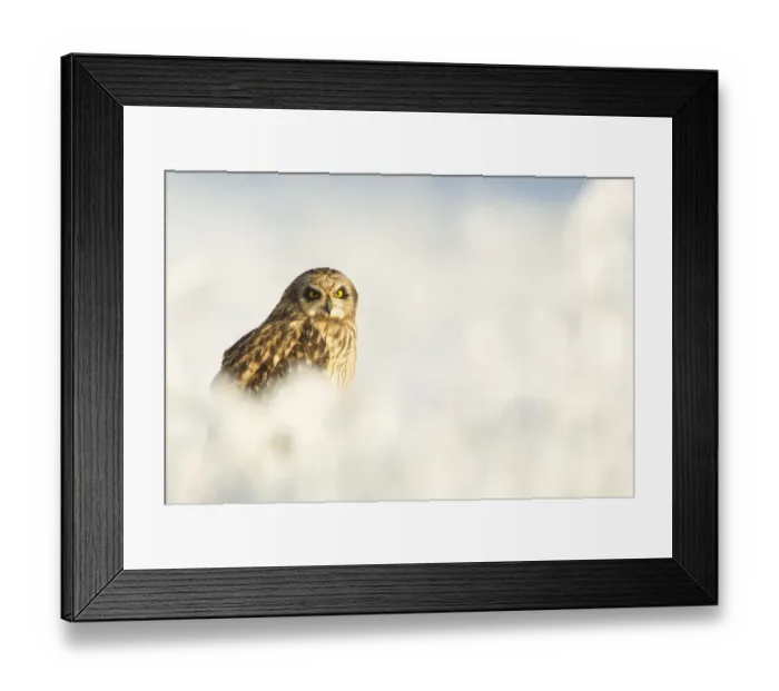 Framed Print : Short-eared owl (Asio flammeus) in the snow, Worlaby Carr, Lincolnshire, England