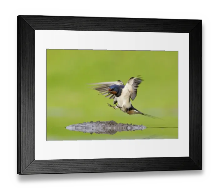 Framed Print : Barn swallow (Hirundo rustica) collecting mud for nest building, June, Scotland, UK Framed Print : Barn swallow (Hirundo rustica) collecting mud for nest building, June, Scotland, UK