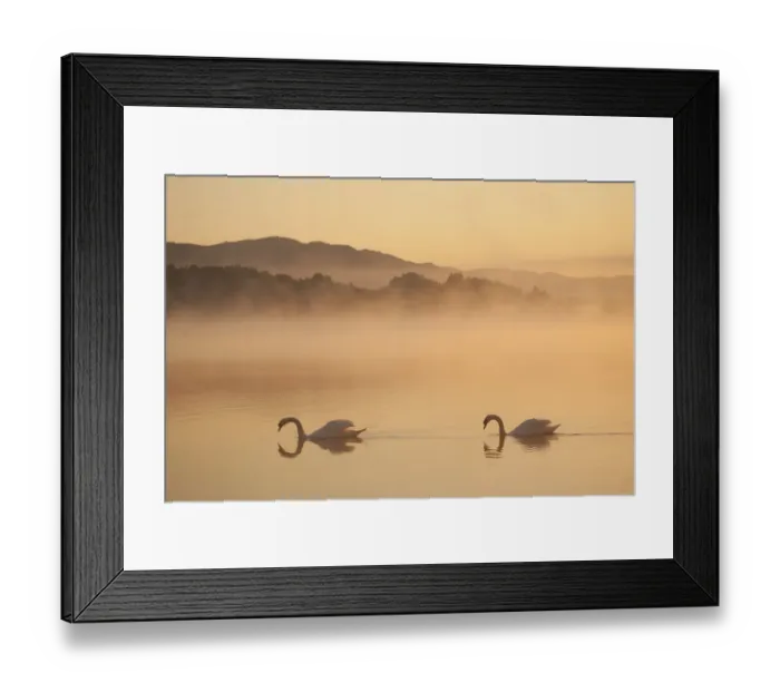 Framed Print : Two Mute swans (Cygnus olor) on River Spey at dawn, Cairngorms National Park, Scotland Framed Print : Two Mute swans (Cygnus olor) on River Spey at dawn, Cairngorms National Park, Scotland