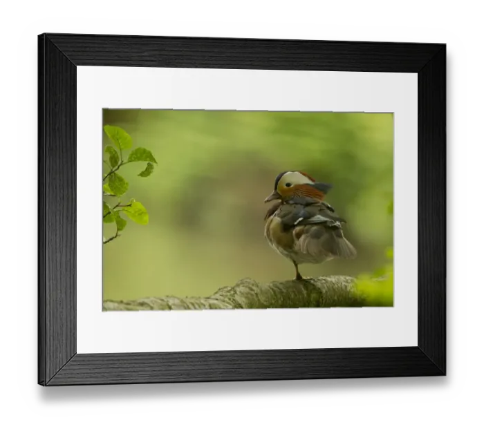 Framed Print : Mandarin duck (Aix galericulate) male resting in tree, Sheffield, UK May Framed Print : Mandarin duck (Aix galericulate) male resting in tree, Sheffield, UK May
