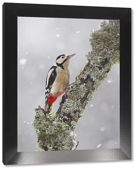 Great Spotted Woodpecker (Dendrocopus major) in snowfall. Cairngorms National Park