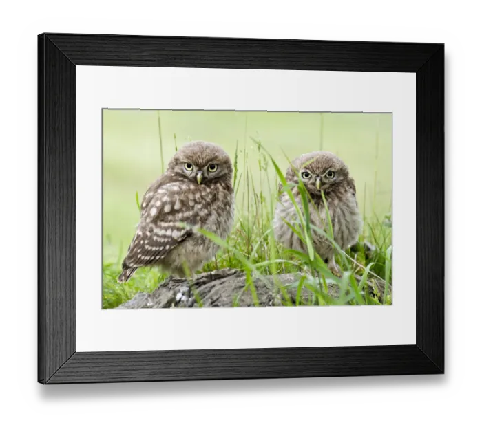 Framed Print : Little owl (Athene noctua) two chicks on tree stump, Hertfordshire, England, UK, June Framed Print : Little owl (Athene noctua) two chicks on tree stump, Hertfordshire, England, UK, June