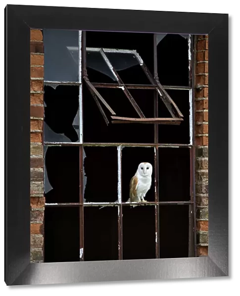 Barn Owl (Tyto alba) perched in broken window frame. Wales, UK, March