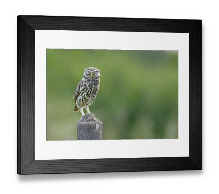 Framed Print : Little Owl (Athene noctua) perched on post. Wales, UK, June Framed Print : Little Owl (Athene noctua) perched on post. Wales, UK, June