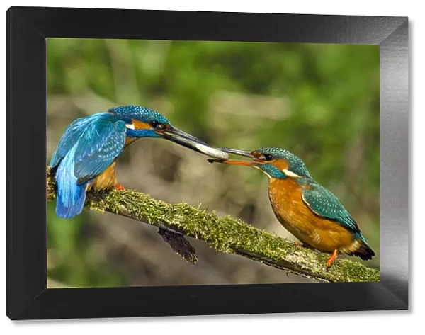 Kingfisher (Alcedo atthis) male passing fish to female spring courtship behaviour