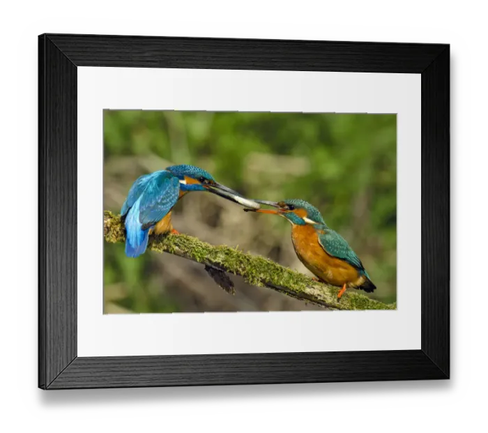 Framed Print : Kingfisher (Alcedo atthis) male passing fish to female spring courtship behaviour Framed Print : Kingfisher (Alcedo atthis) male passing fish to female spring courtship behaviour