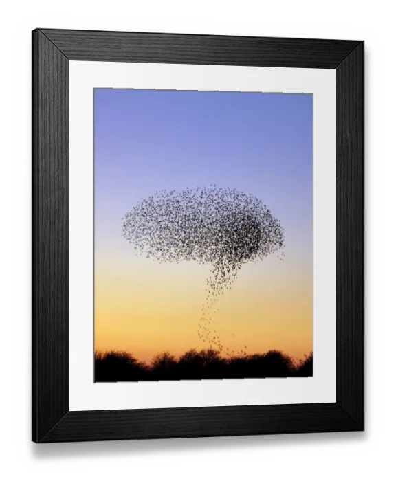 Framed Print : Flock of Common Starling (Sturnus vulgaris) gathering before landing at winter roost Framed Print : Flock of Common Starling (Sturnus vulgaris) gathering before landing at winter roost