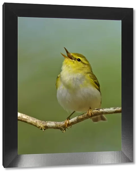 Wood Warbler (Phylloscopus sibilatrix) singing from perch. Wales, April. Crop