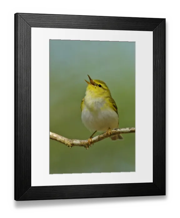 Framed Print : Wood Warbler (Phylloscopus sibilatrix) singing from perch. Wales, April. Crop Framed Print : Wood Warbler (Phylloscopus sibilatrix) singing from perch. Wales, April. Crop