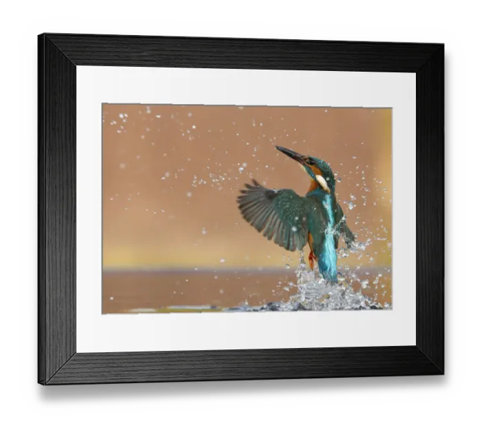 Framed Print : Kingfisher (Alcedo atthis) rising from water after diving for prey. Worcestershire, UK, March Framed Print : Kingfisher (Alcedo atthis) rising from water after diving for prey. Worcestershire, UK, March