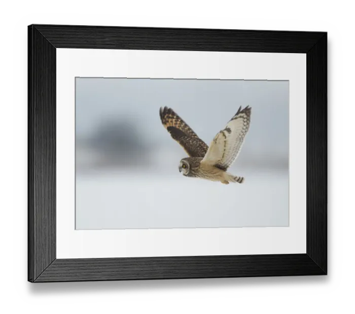 Framed Print : Short-eared owl (Asio flammeus) in flight, Worlaby Carr, Lincolnshire, England, UK Framed Print : Short-eared owl (Asio flammeus) in flight, Worlaby Carr, Lincolnshire, England, UK