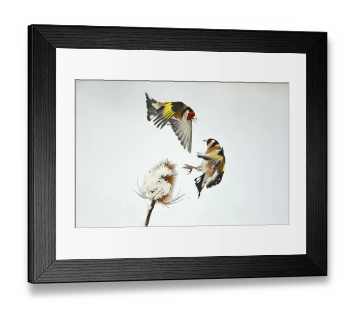 Framed Print : Two Goldfinches (Carduelis carduelis) squabbling over Common teasel (Dipsacus fullonum) Framed Print : Two Goldfinches (Carduelis carduelis) squabbling over Common teasel (Dipsacus fullonum)
