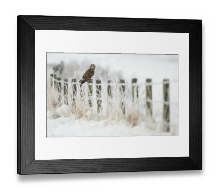 Framed Print : Short-eared owl (Asio flammeus) perched on a fence post, Worlaby Carr, Lincolnshire Framed Print : Short-eared owl (Asio flammeus) perched on a fence post, Worlaby Carr, Lincolnshire