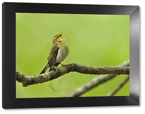 Wood Warbler (Phylloscopus sibilatrix) singing from perch. Wales, May