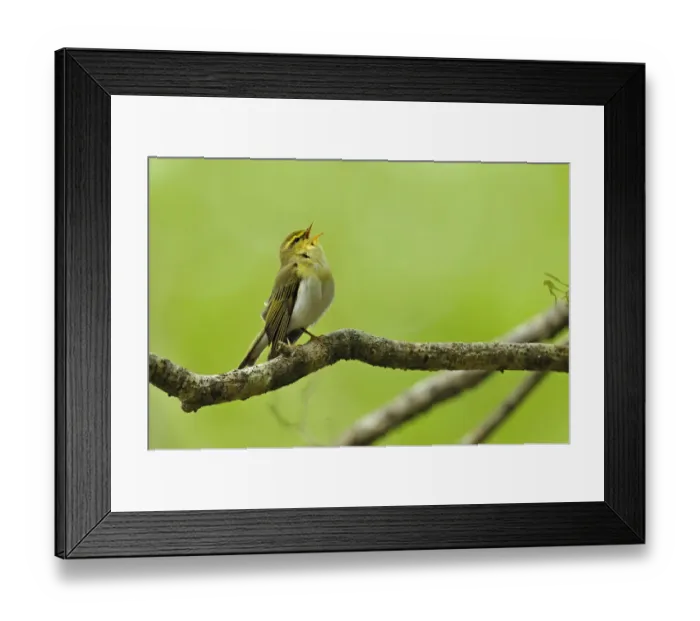 Framed Print : Wood Warbler (Phylloscopus sibilatrix) singing from perch. Wales, May Framed Print : Wood Warbler (Phylloscopus sibilatrix) singing from perch. Wales, May