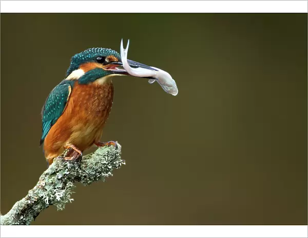 Kingfisher (Alcedo atthis) perched with fish in beak. Worcestershire, UK, September