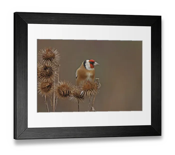 Framed Print : Goldfinch (Carduelis carduelis) perched, Warwickshire, UK, December Framed Print : Goldfinch (Carduelis carduelis) perched, Warwickshire, UK, December