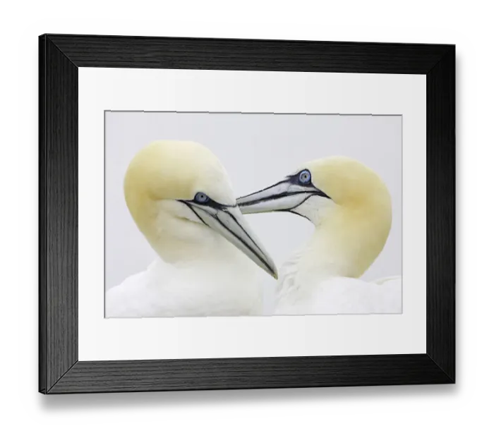 Framed Print : Northern Gannet (Morus bassanus), pair mutual preening. Bass Rock (East Lothian) Framed Print : Northern Gannet (Morus bassanus), pair mutual preening. Bass Rock (East Lothian)