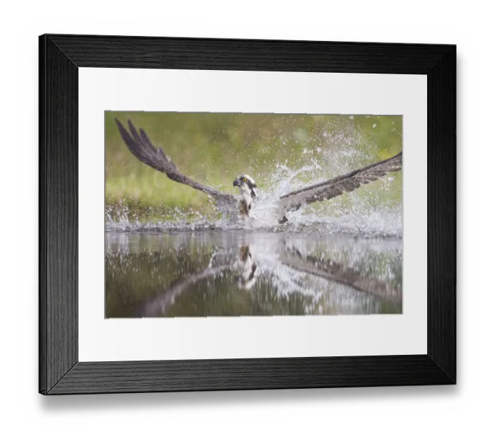Framed Print : Osprey (Pandion haliaetus) splashing water as it emerges from loch whilst fishing at dawn Framed Print : Osprey (Pandion haliaetus) splashing water as it emerges from loch whilst fishing at dawn
