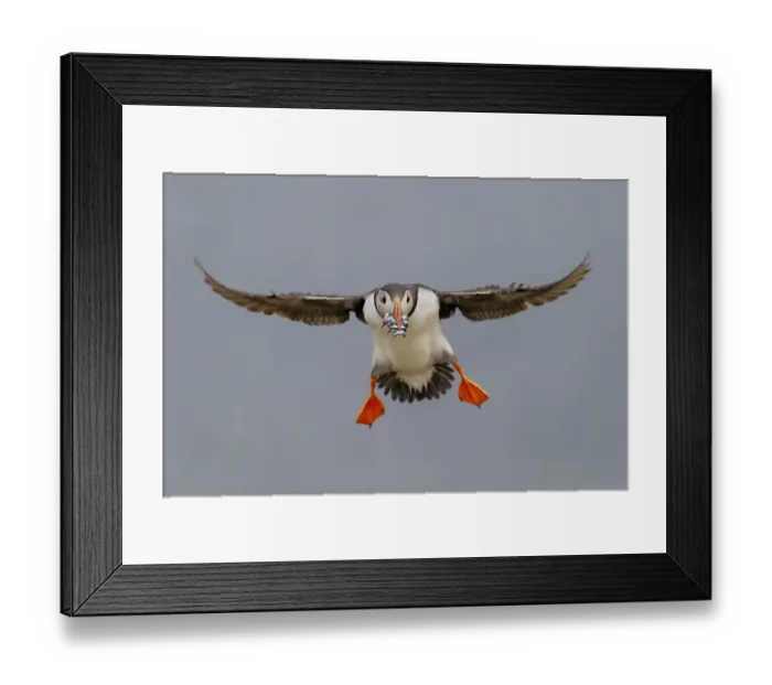 Framed Print : Puffin (Fratercula arctica) in flight, with beak full of sand eels. Fair Island, Shetland Islands Framed Print : Puffin (Fratercula arctica) in flight, with beak full of sand eels. Fair Island, Shetland Islands