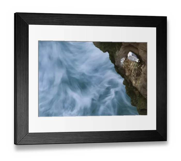 Framed Print : Kittiwake (Rissa tridactyla) on nest built on cliff, with long exposure of sea below Framed Print : Kittiwake (Rissa tridactyla) on nest built on cliff, with long exposure of sea below